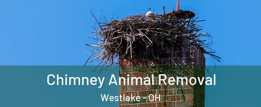  Chimney Animal Removal Westlake - OH