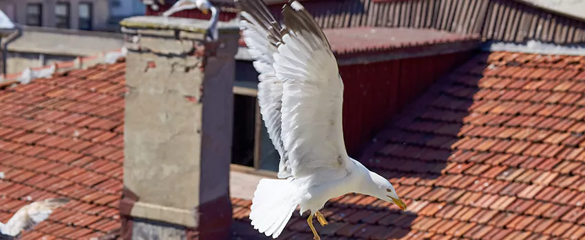 Residential Chimney Animal Removal Solution in Westlake, OH